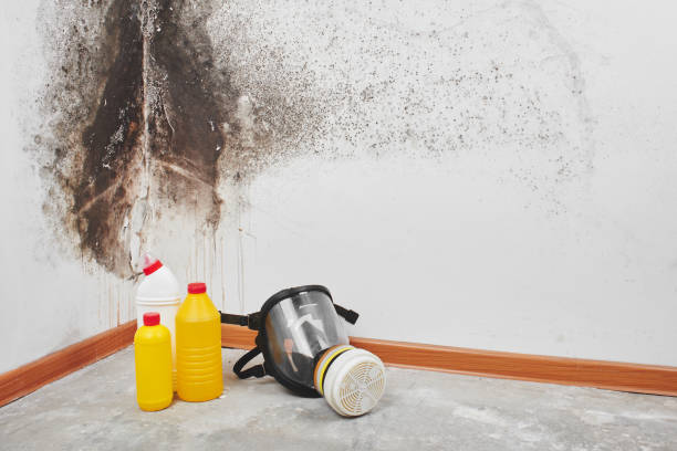 Best Attic Mold Removal  in Tenino, WA