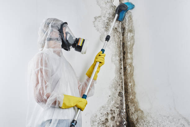 Best Emergency Mold Removal  in Tenino, WA