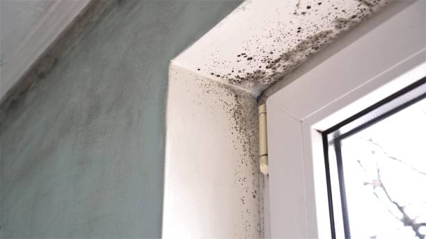Reliable Tenino, WA Mold Removal Solutions