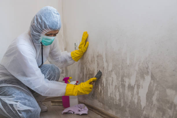 Best Certified Mold Removal  in Tenino, WA
