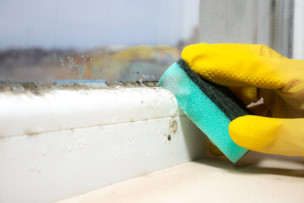 Best Home Mold Removal  in Tenino, WA