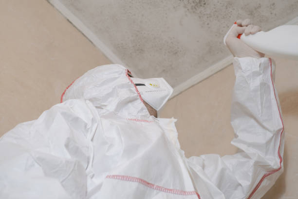 Best Local Mold Removal Service  in Tenino, WA