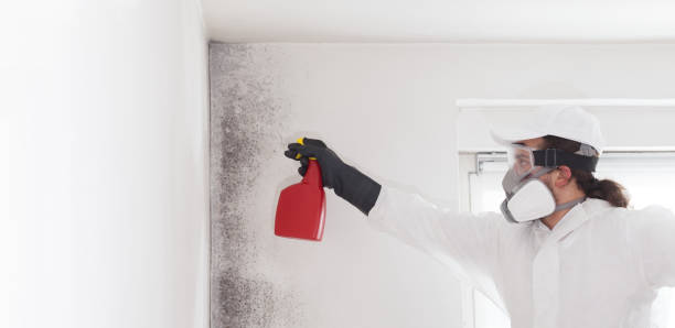 Best Mold Inspection  in Tenino, WA