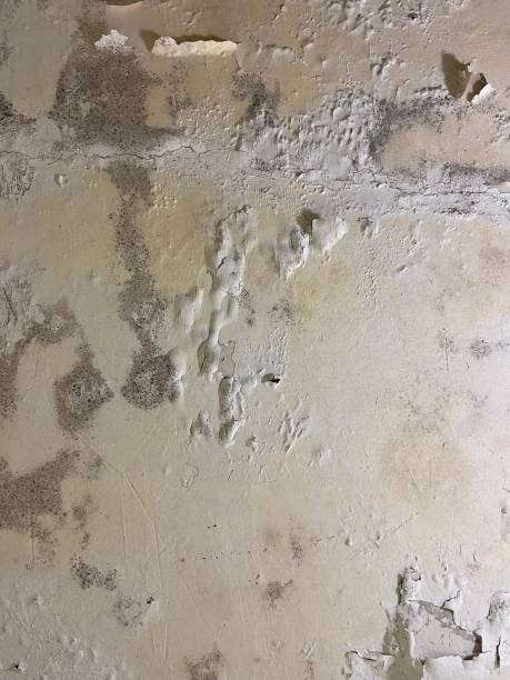 Best Mold Testing and Removal  in Tenino, WA